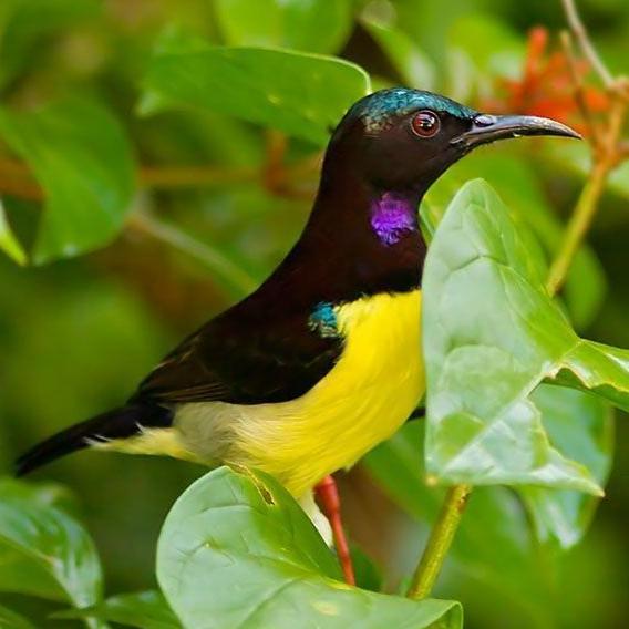 Burung Kolibri Kelapa Pilihan