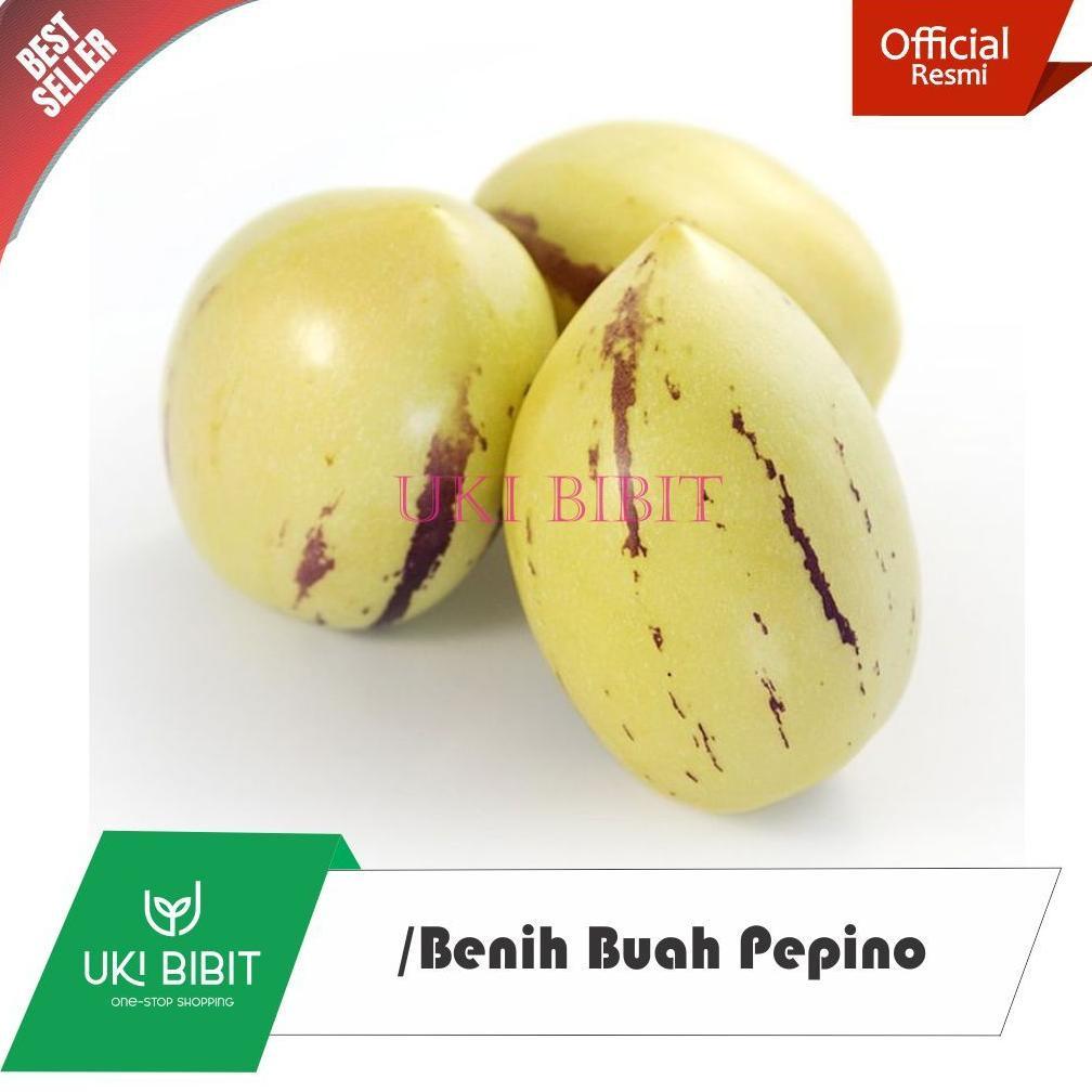 Promo Cod ( 10 Butir ) Benih Biji Buah Pepino | Pepino Kuning | Pepino Ungu | Melon Pepino 