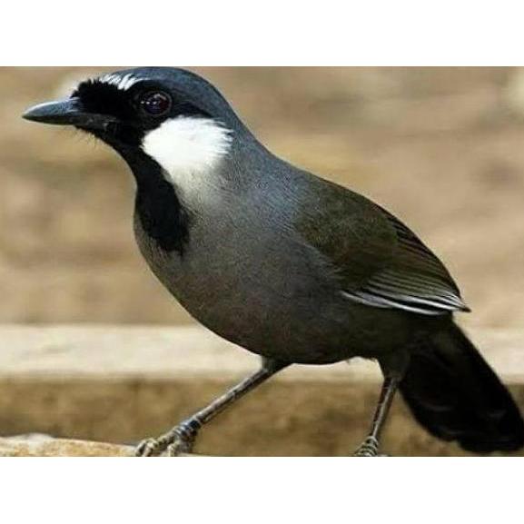 BIRU VUR WAMBI WHAMEI HWAMEI 500 VOER IMPORT VUR IMPORT PAKAN WAMBI POKSAY KACER MURAI BATU