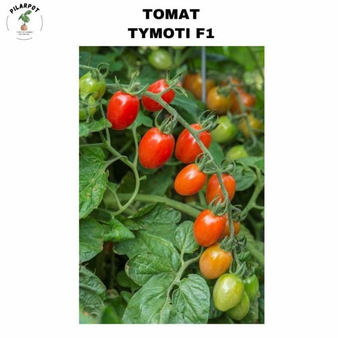 benih bibit tomat tymoti F1 cap panah merah - TOMAT TYMOTI F1