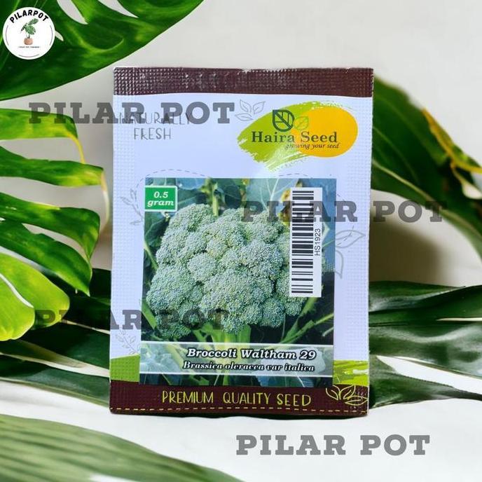 Benih Bibit Brokoli Waltham 29 Italica Haira Seed - BROKOLI WALTHAM 29