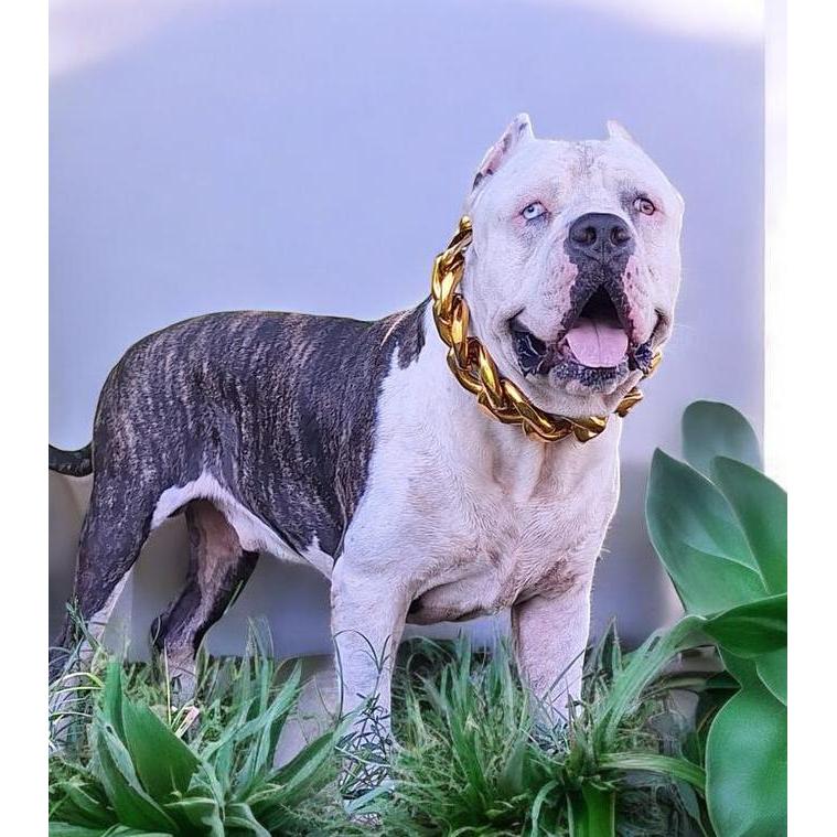 Rantai Kalung Anjing Besar , Kalung Jumbo Gold Edisi Sultan