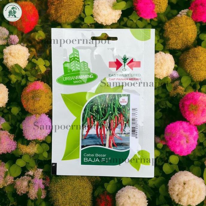 Benih Bibit Cabe Besar Baja F1 Cap Panah Merah - CABAI BESAR BAJA F1 EAST WEST SEED