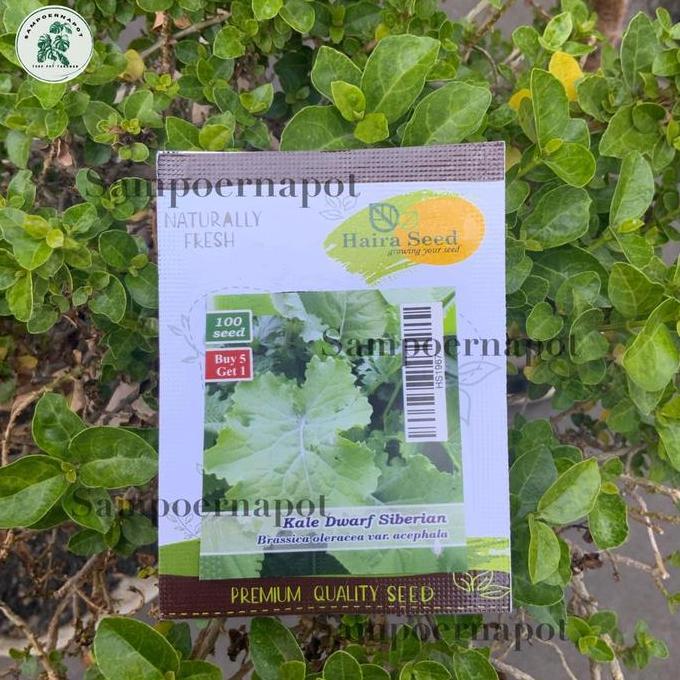 Benih Bibit Kale Dwarf Siberian Haira Seed - KALE SIBERIAN BUY 5 GET 1