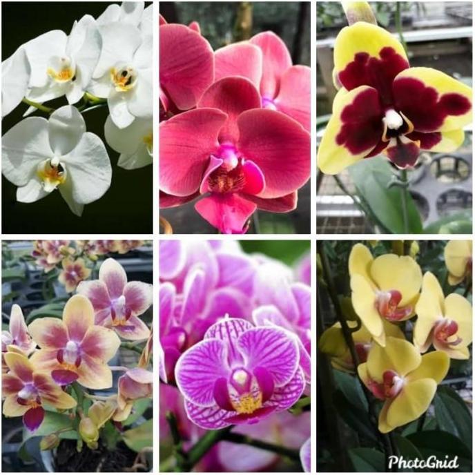 New- bibit bunga anggrek bulan warna mix dalam botol