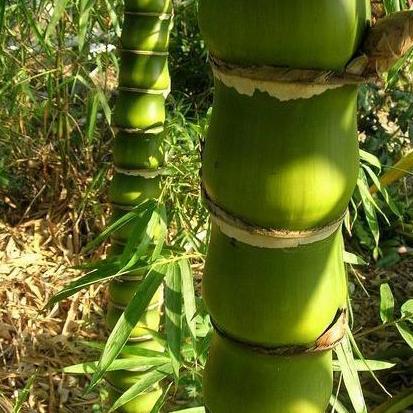 tanaman bambu botol(bambu tasbih)
