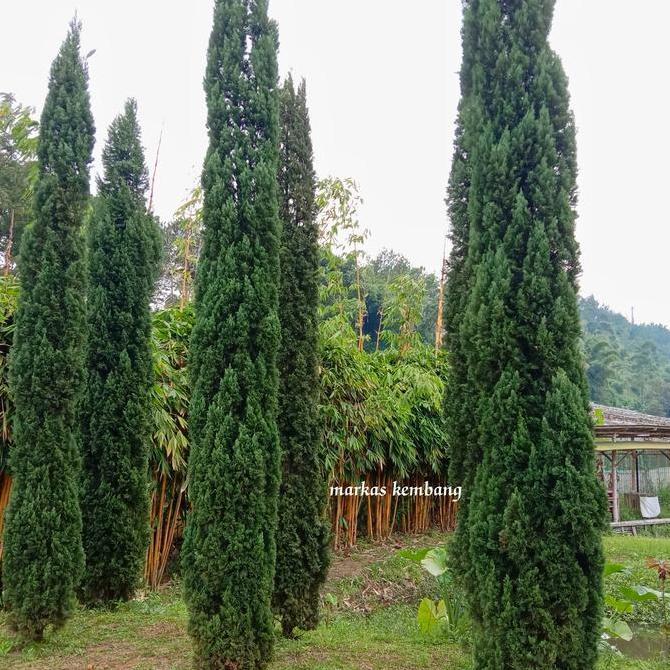 Terlaris Bibit Pohon Cemara Pensil Tinggi 60cm Tanaman