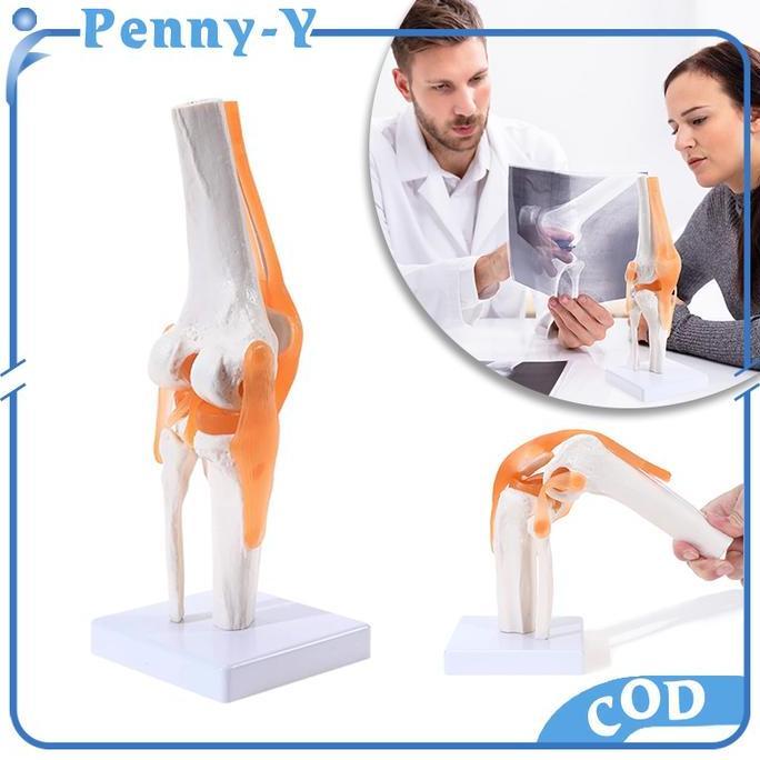 Knee Joint Model Flexible Model Anatomi Sendi Lutut Manusia