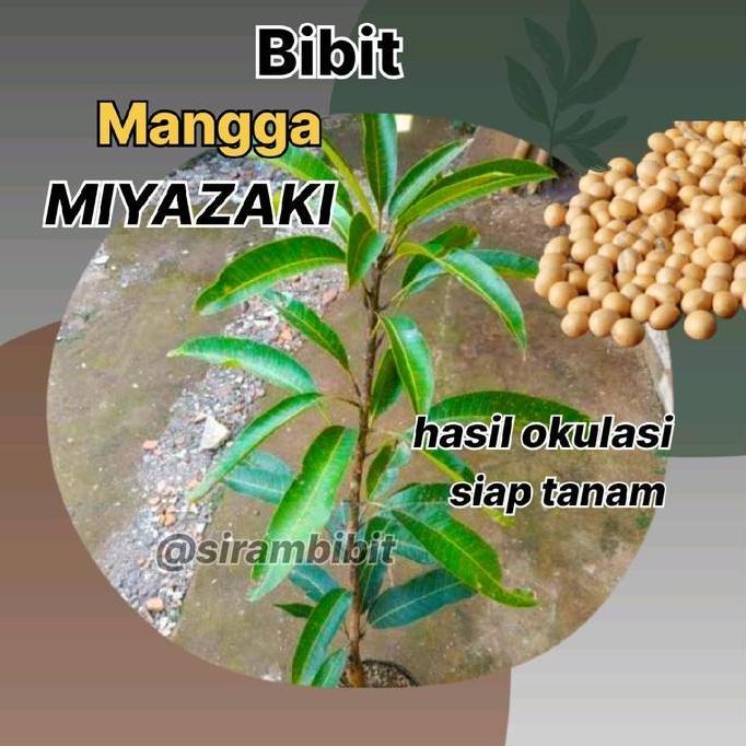 Bibit Mangga Miyazaki Model Okulasi Berkualitas - Benih Tanaman