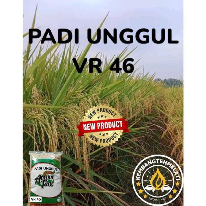 BENIH PADI UNGGUL VR 46 ORIGINAL GALUR LOKAL KEMASAN 5KG