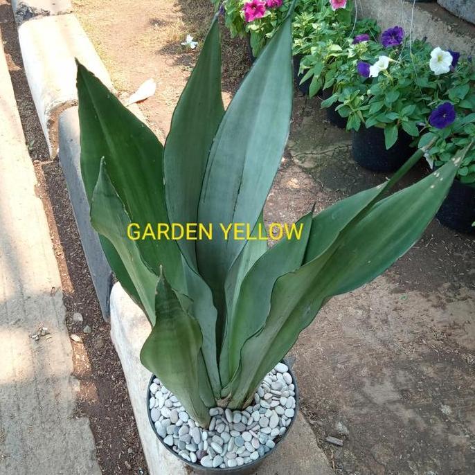 TANAMAN LIDAH MERTUA / SENSIVERA MOONS WHIT +POT DAN BATU