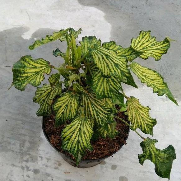 Tanaman Hias Waru Wayang