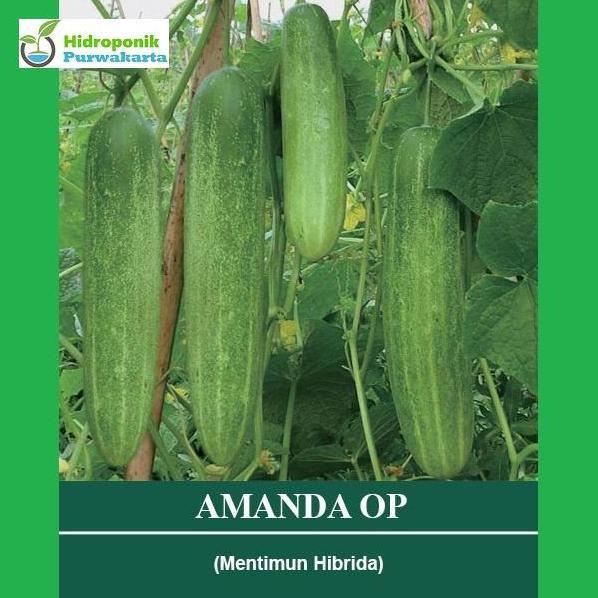 Benih Timun Mentimun Ketimun Amanda Cap Mutiara Bumi Tipe Putih Kehijauan Isi 50 Gram
