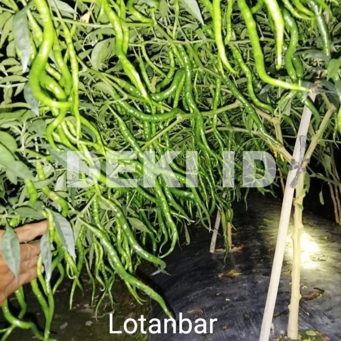 Benih Cabe CMK Lotanbar 10 Gram Bibit Cabai Merah Keriting Unggul