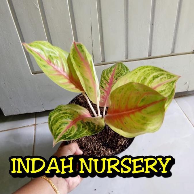 bibit bunga aglonema Andini super_tanaman aglonema andini