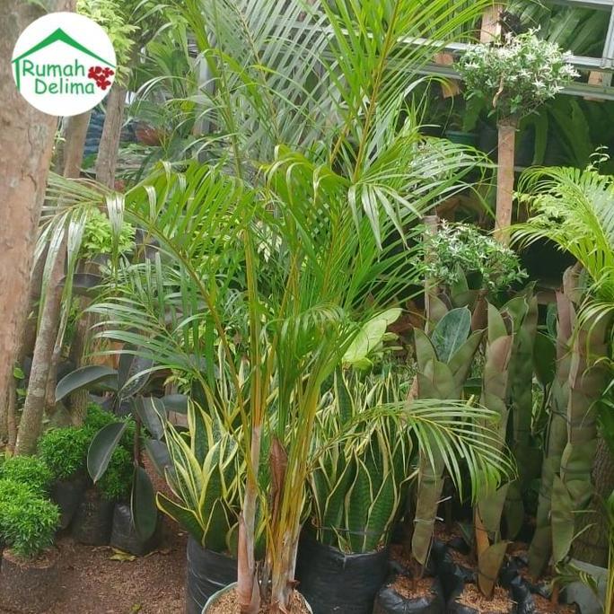 Tanaman palem kuning/Palem Kuning Rimbun/Palem Komodor