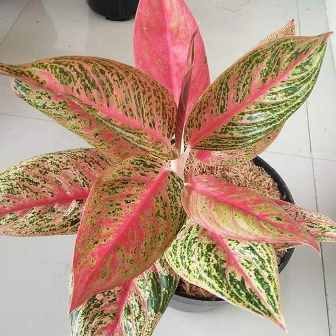 bibit bunga aglonema legacy merah import_bibit tanaman bunga aglonema