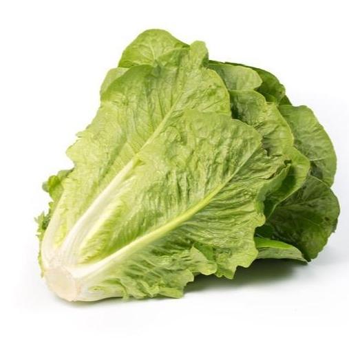 BENIH SELADA ROMAIN MAXIMUS RZ (Rijk Zwan) - Repack 100