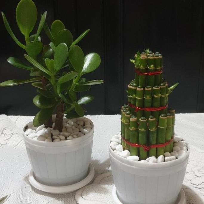 Tanaman Hias Paket Mini Money Plant Chinese / Jade & Lucky Bamboo