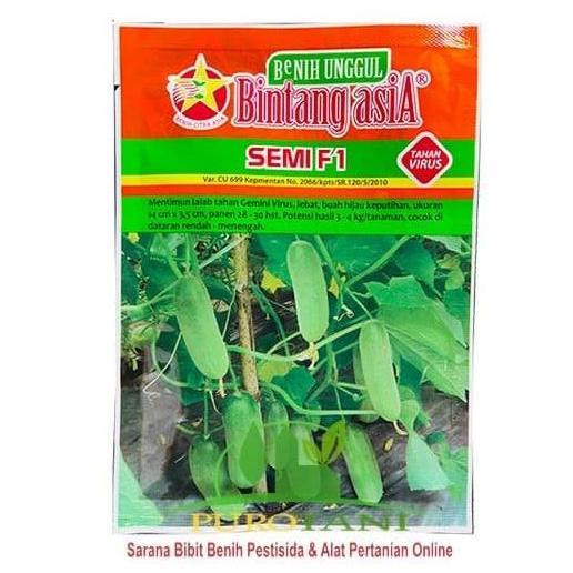 Bibit Mentimun F 1 Benih Timun Semi F1 Bintang Asia 900 Butir 20gr
