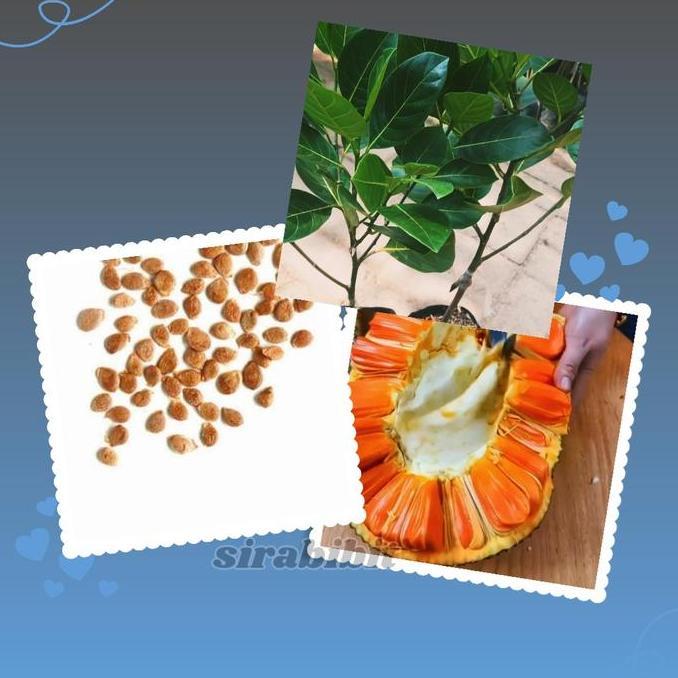 Benih Nangka Merah Thailand Model Okulasi Terkini - Berkualitas Tinggi
