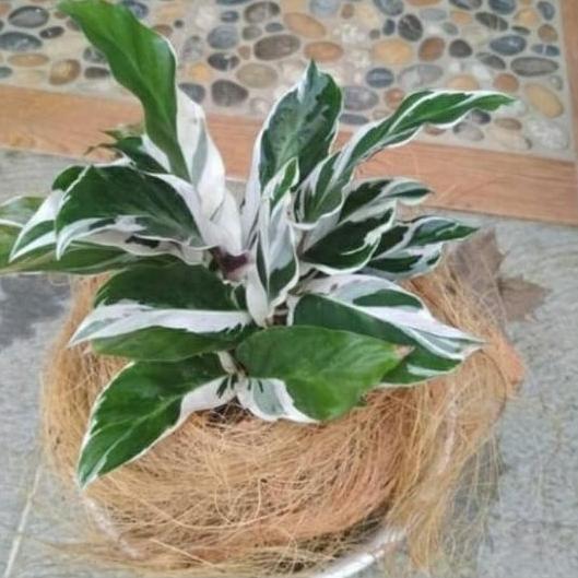 tanaman hias chalatea tisu/bulu ayam + pot tawon putih