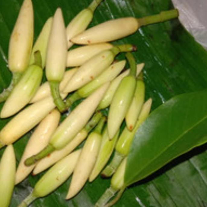 Bibit Pohon Bungga Kantil putih atau cempaka putih Harum