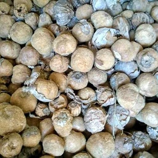 1 kg benih biji jati emas super