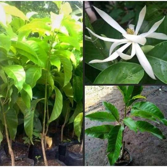 bibit bunga cempaka kantil putih - kembang kantil