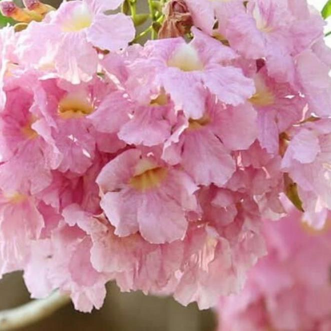 pohon tabebuya 3 meter rosea pink dan kuning