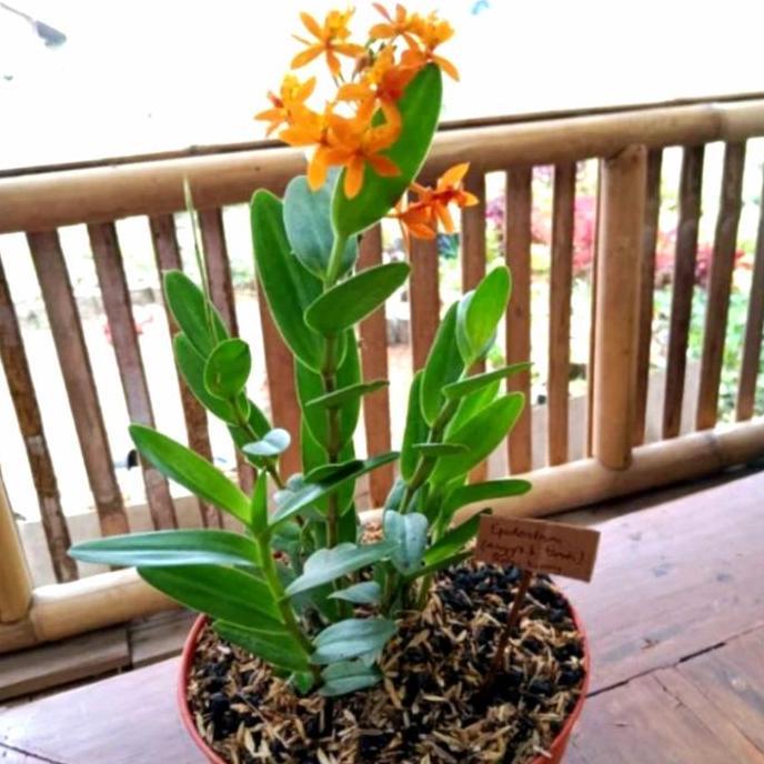 New- Anggrek tanah/tanaman anggrek tanah epidendrum
