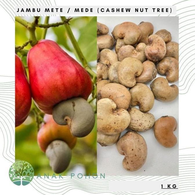(1 KG) Benih Bibit Biji - Jambu Monyet Mede Kacang Mete Seeds