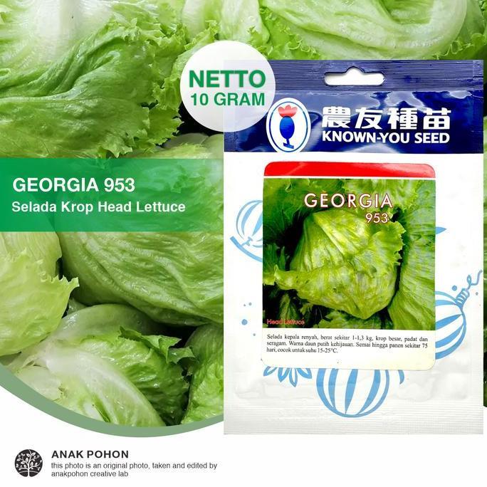 [1 PACK] Benih Selada Head Lettuce Georgia 953 Known-You Seed 10 grams