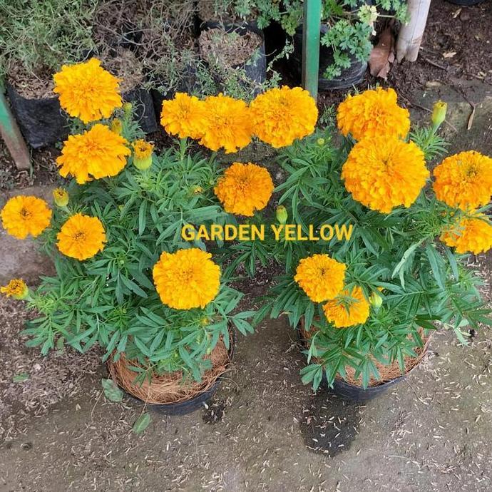 Marigold / Paket Hemat 2 Tanaman Hias Marigold + Pot Hitam Berbunga