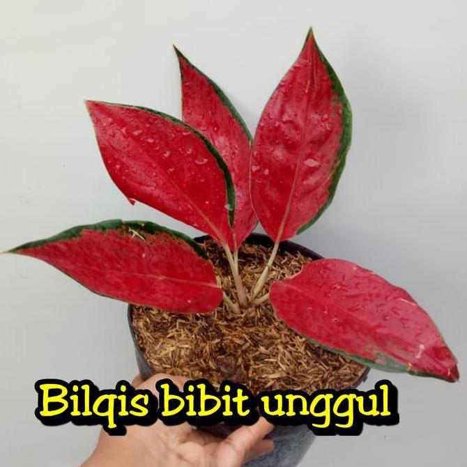 bibit bunga aglonema red ayu_red Chili_RHCP super
