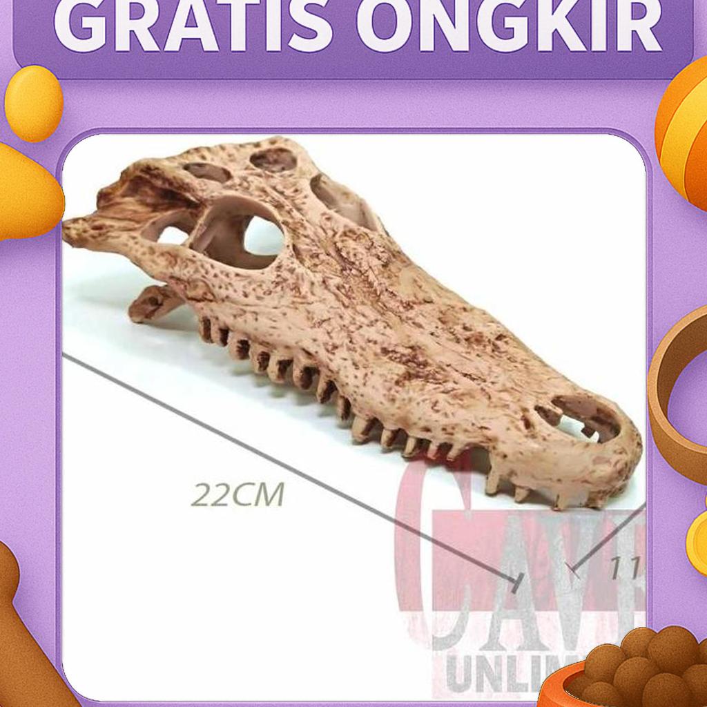 Hs012 Hidingcave Skull Goat Tengkorak Kepala Kambing Skeleton Reptile