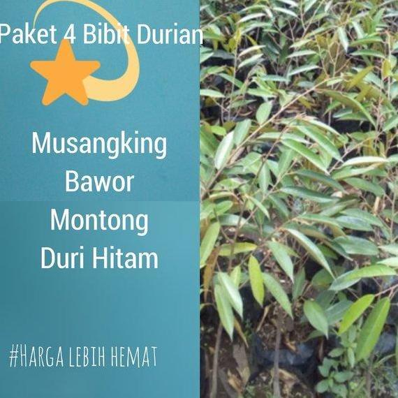 Paket 4 Bibit Durian Musangking-Bawor-Montong-Duri Hitam