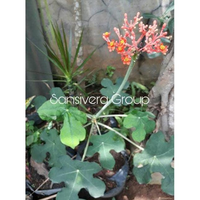 Tanaman Jarak Bali / Jarak Botol / Buddha Belly