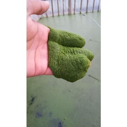 Premium Bibit Wolfia 150Gr Benih Wolffia