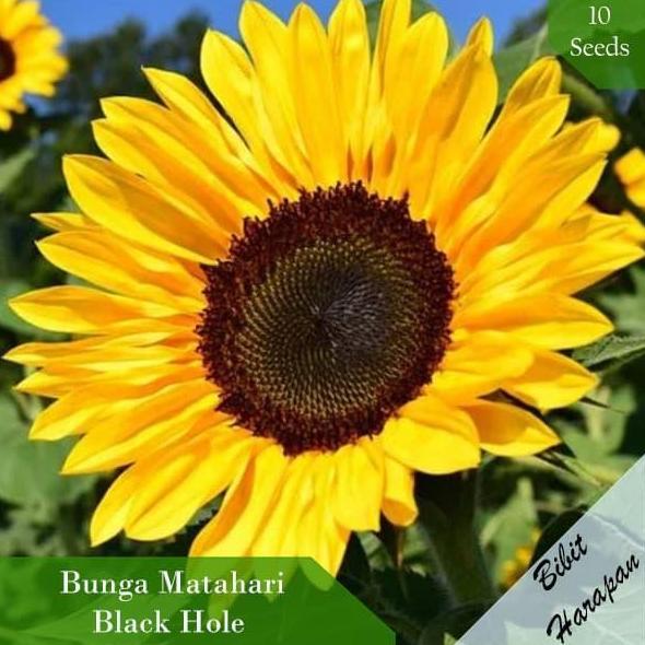 Bibit Benih Biji Bunga Matahari Black Hole Sun Flower Bibit Unggul TUMBUHAN