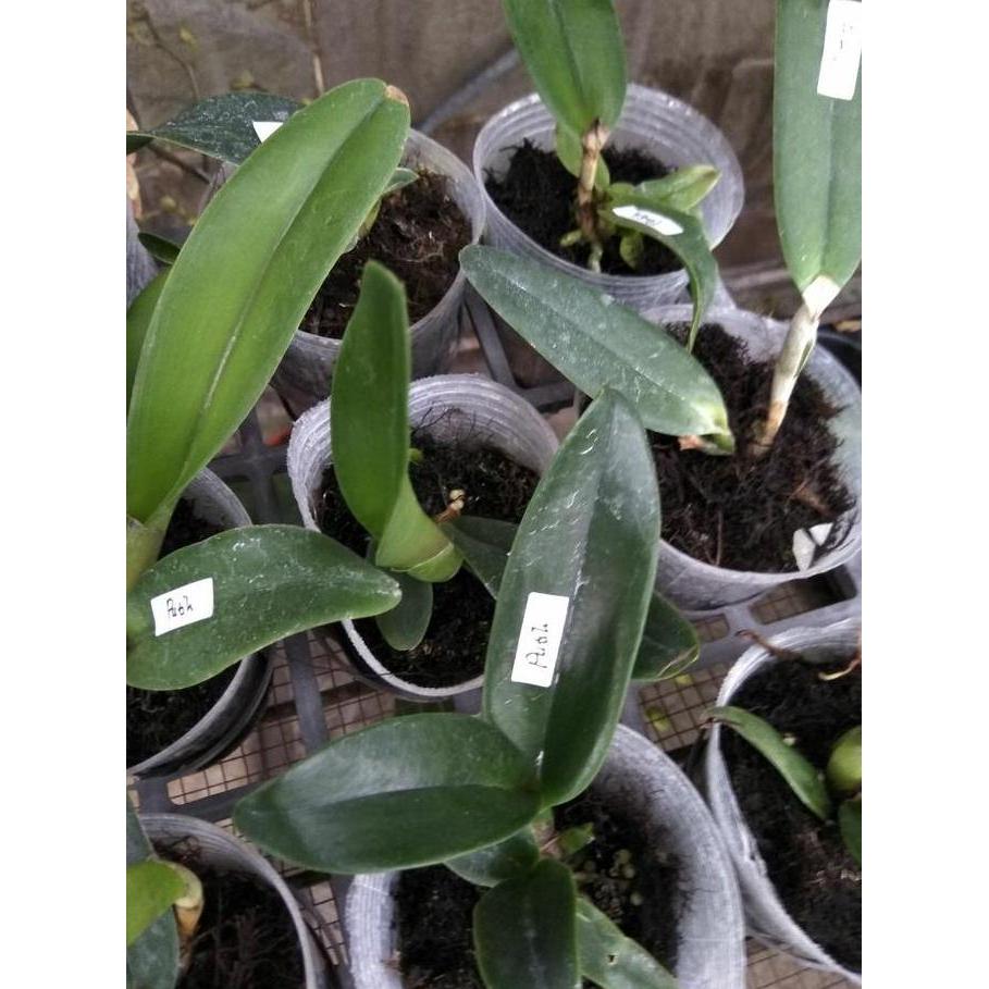 Bibit anggrek cattleya TUMBUHAN