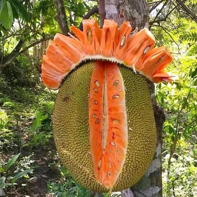 Benih( Bbt) Nangka Madu Merah Super TUMBUHAN