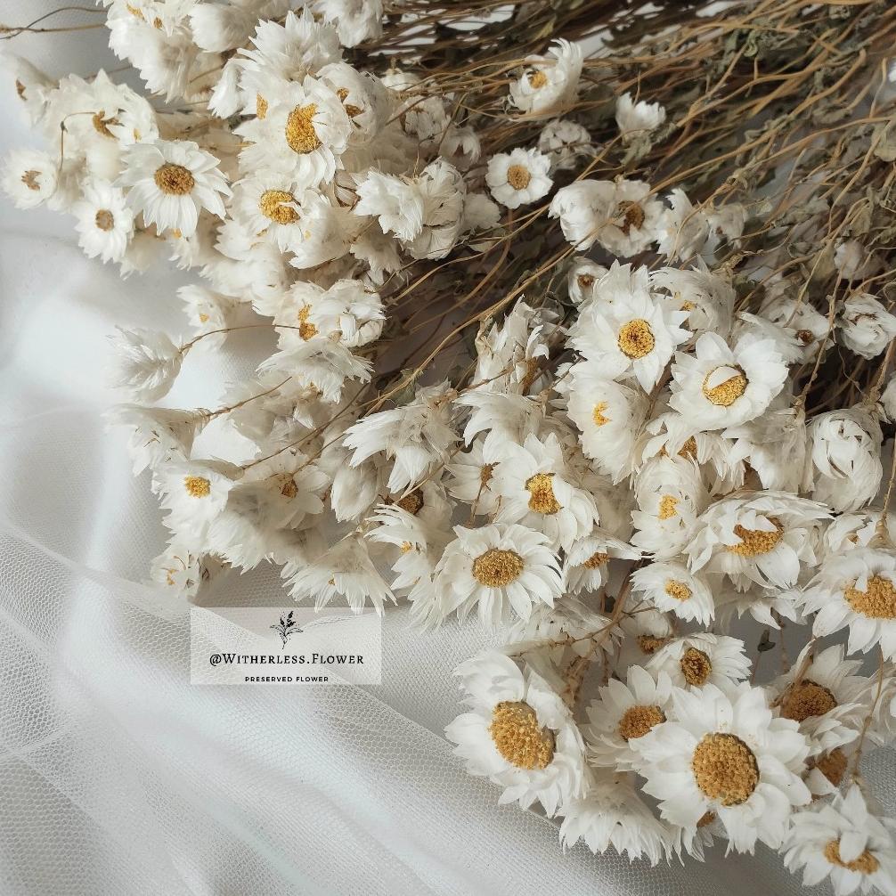 10 gr Dried Rodanthe Flower / Dried Flower Daisy Rodanthe / Bunga Kering Termurah!!!