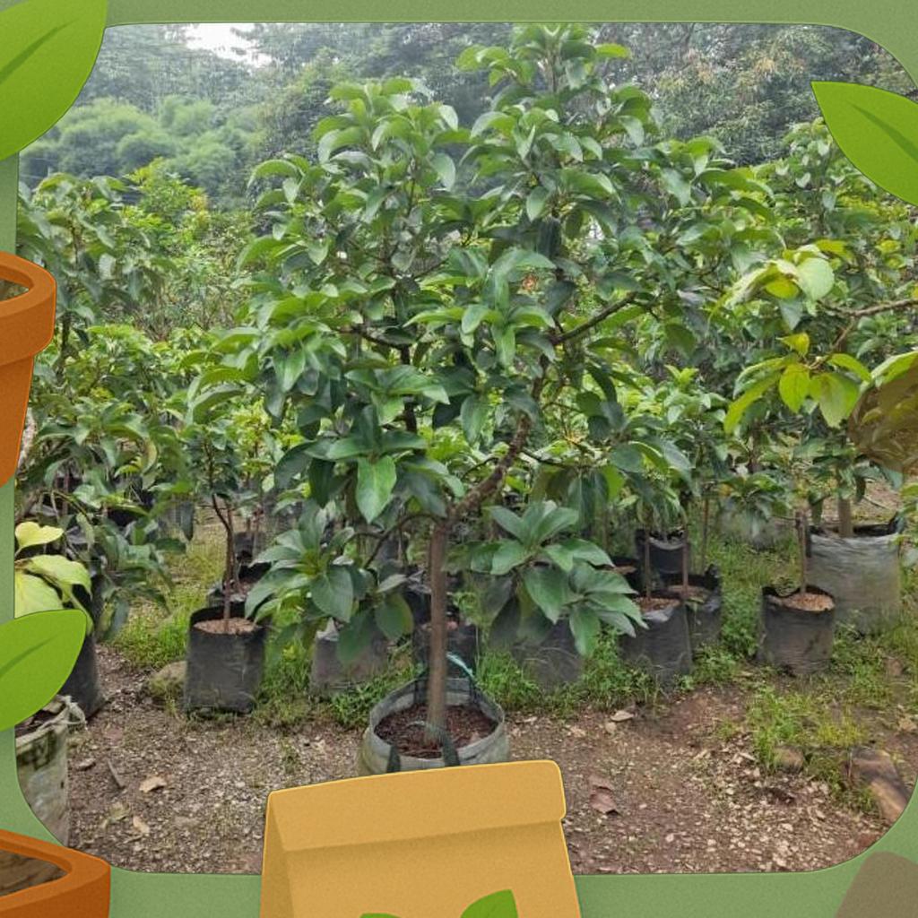 Pohon Buah Alpukat Miki Tinggi 2M - Bibit Alpukat Miki Siap Berbuah