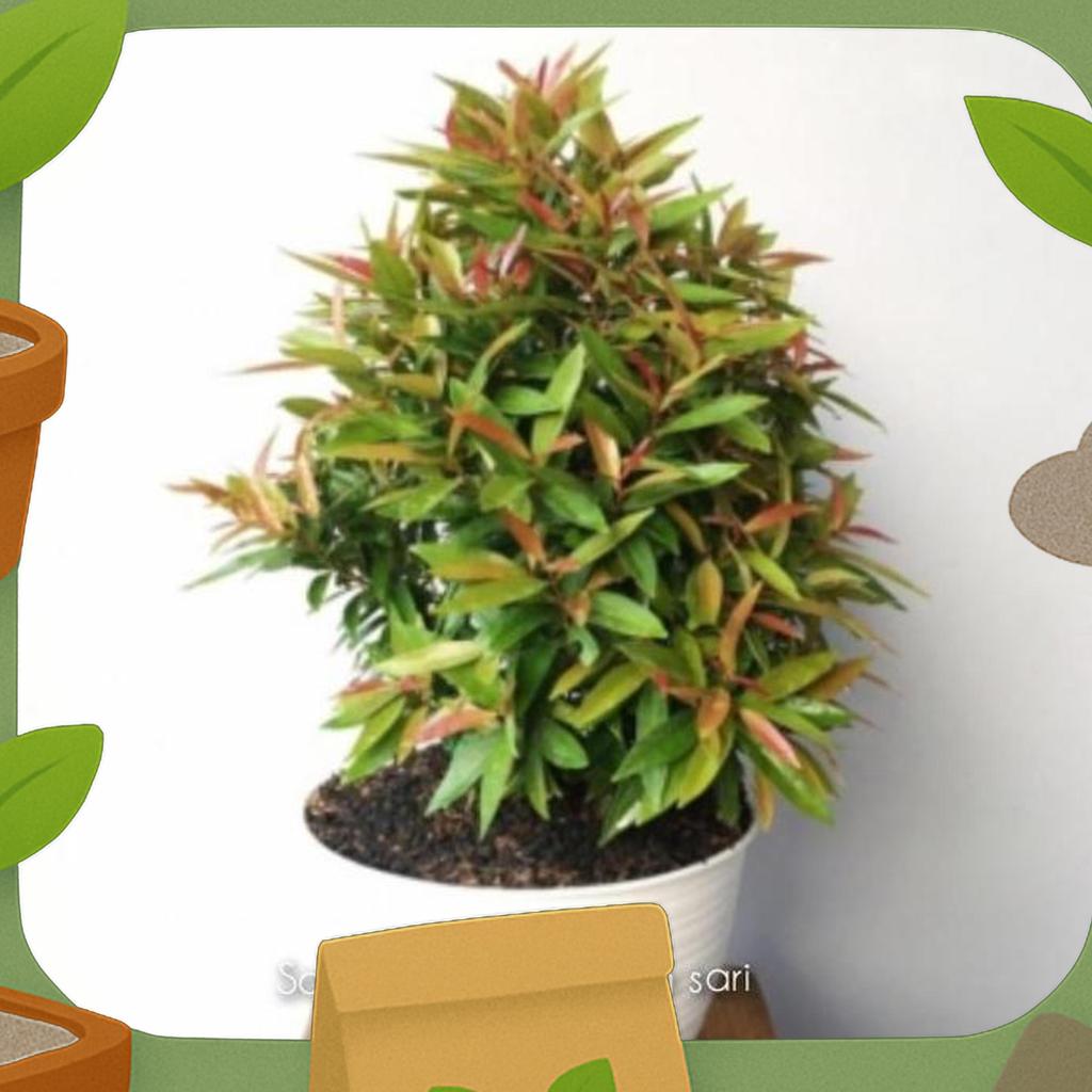 Tanaman Hias Pucuk Merah + Pot Puti