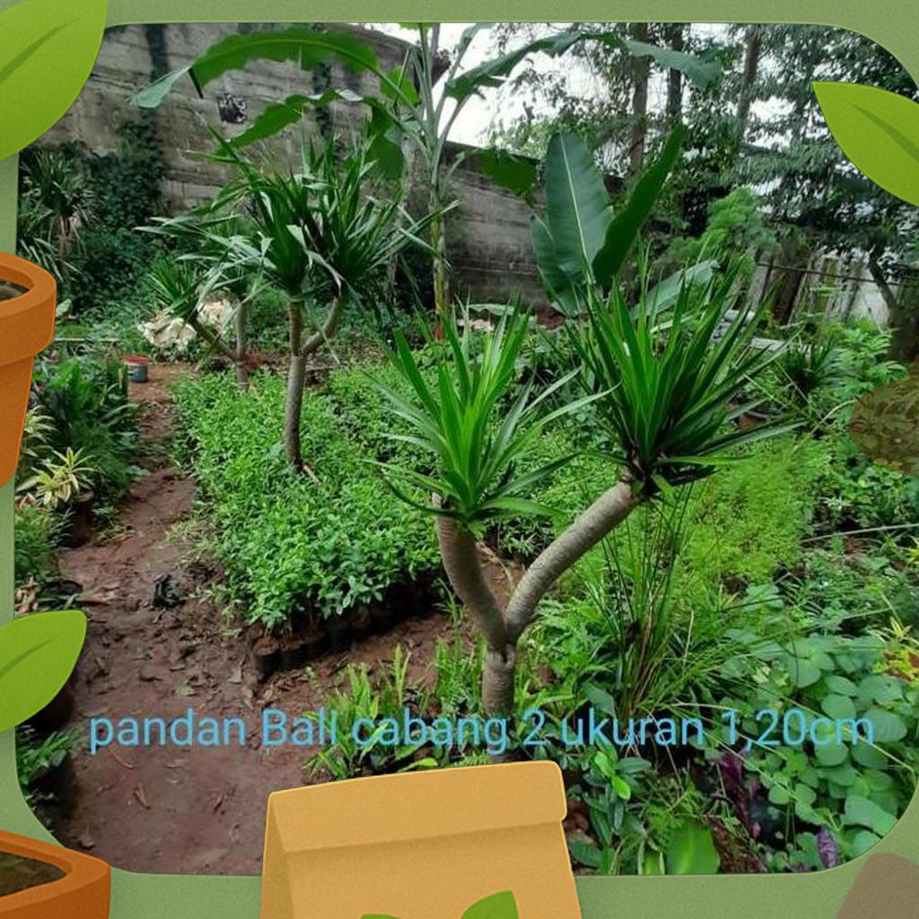 Tanaman Hias Pandan Bali Cabang 2 //Pohon Pandan Bali