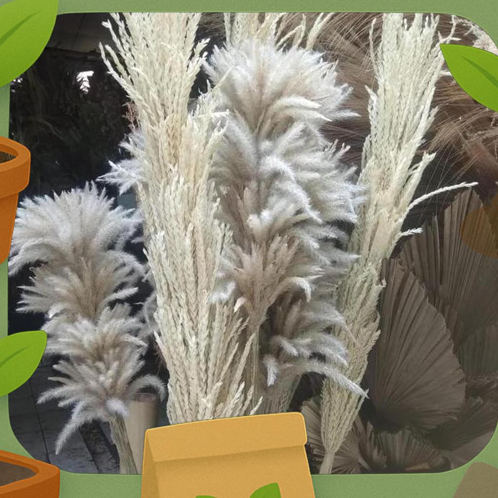 Pampas Kering / Daun Pampas Kering / Daun Padi Padian