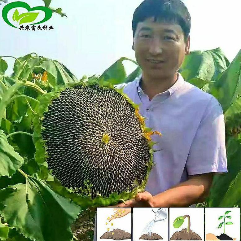 1 Biji Benih Bunga Matahari Black Oil Impor Untuk Minyak Bunga Matahari Segera