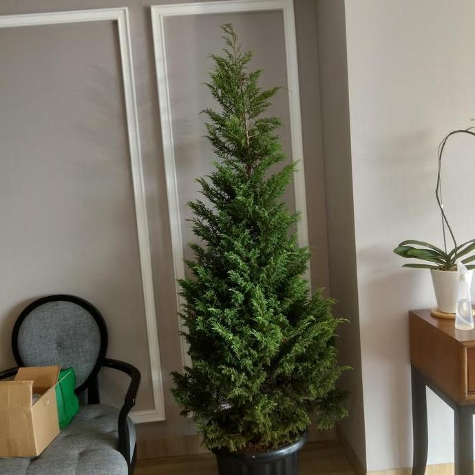 Terlaris Pohon Cemara Natal Asli 2 Meter