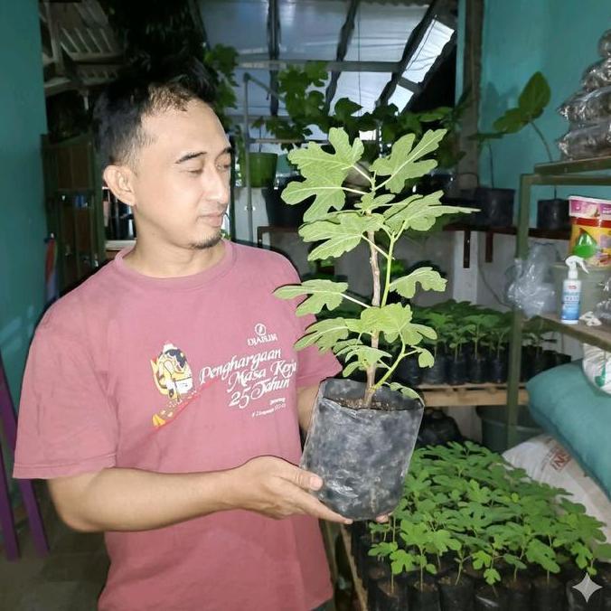 bibit buah tin sudah polibag cepat berbuah